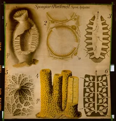 Sycon y Aplysina, No.12, Pfurtscheller